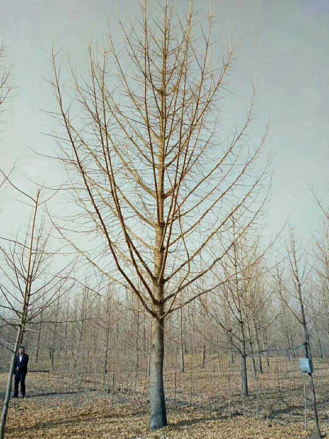 银杏图片