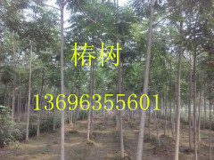 臭椿图片