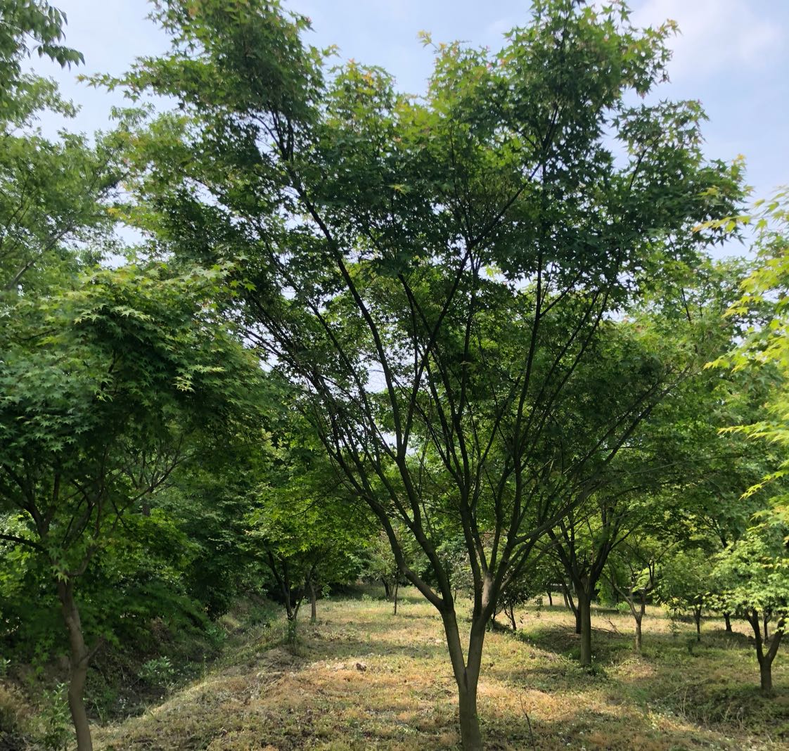 鸡爪槭图片