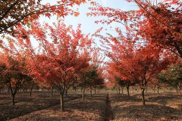 丹阳晨园苗圃图片