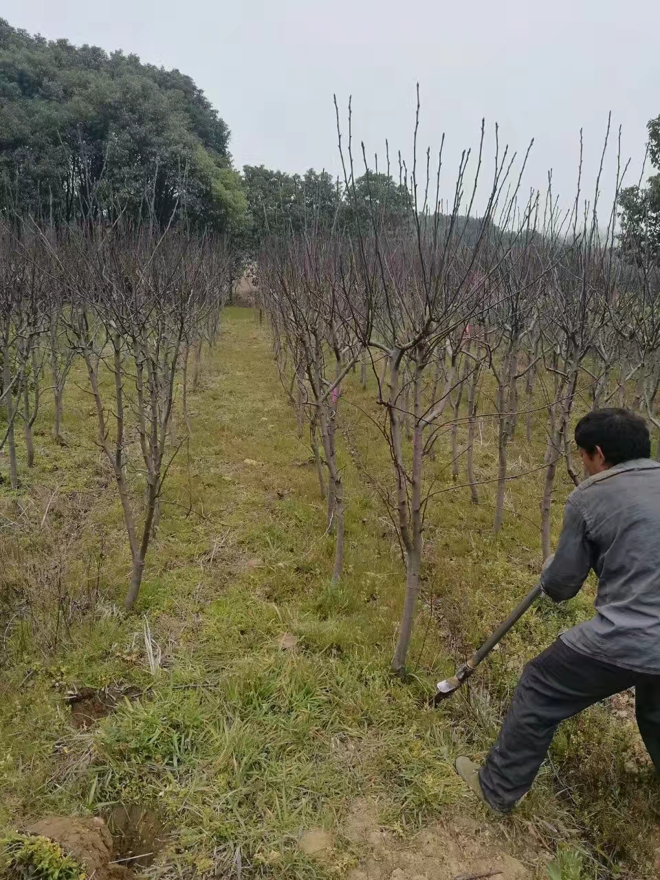 梨树图片