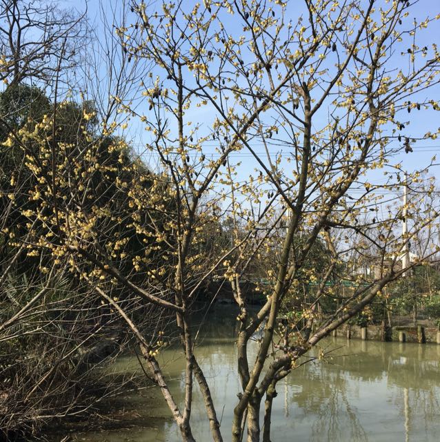 新园苗圃图片