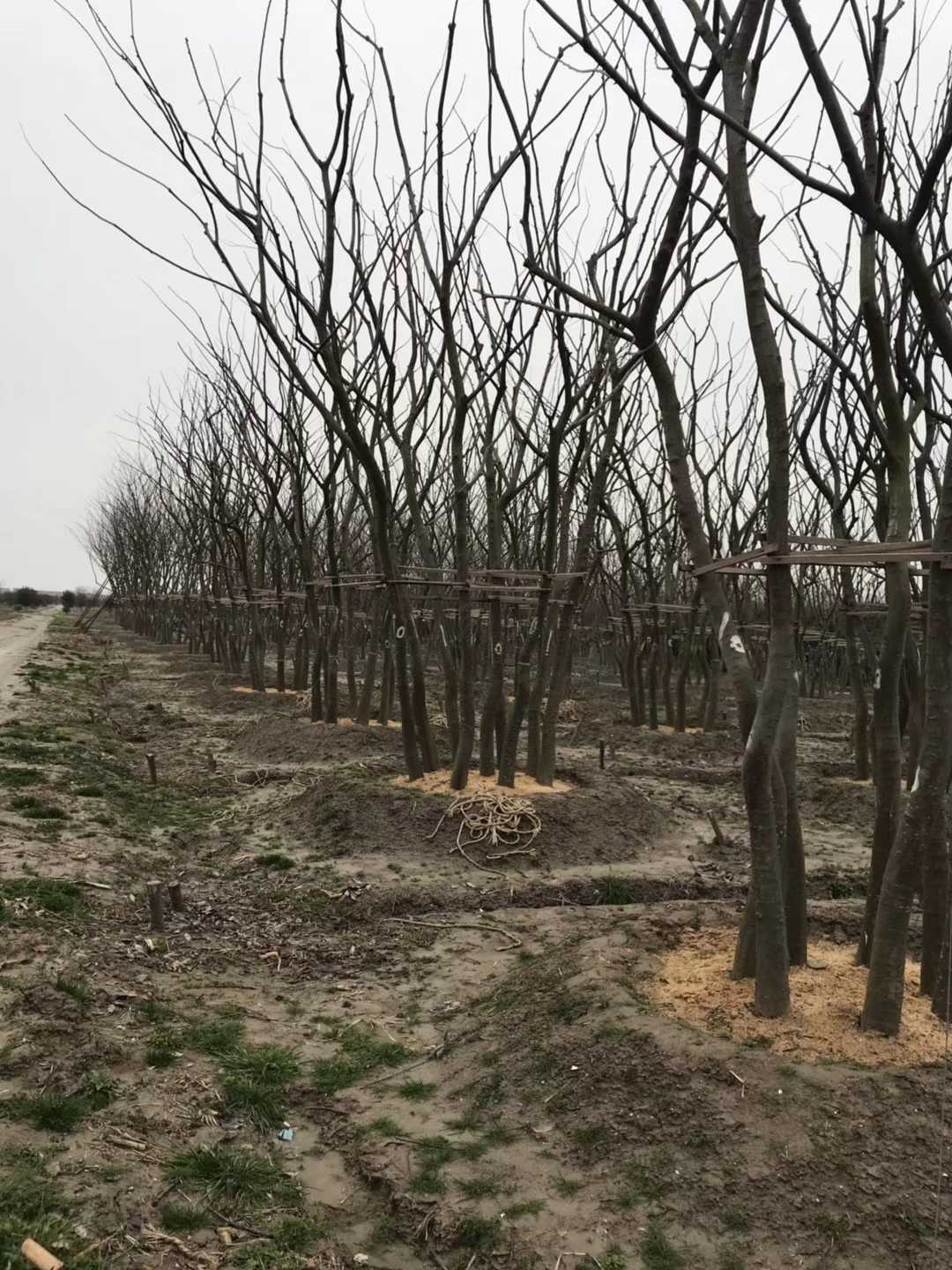 丛生朴树图片