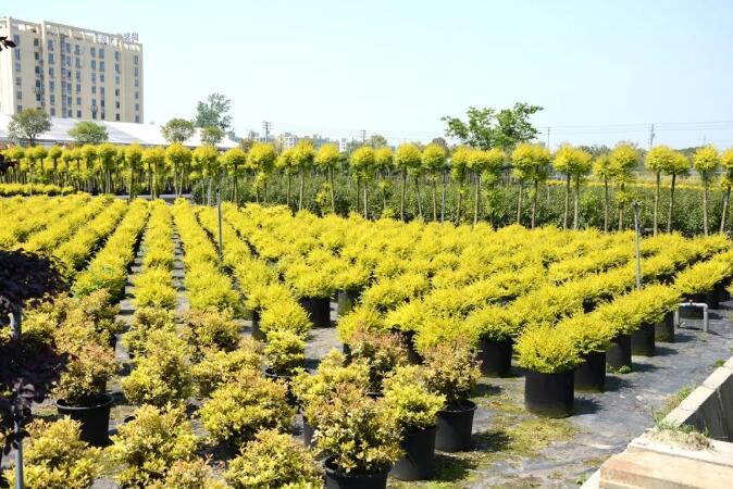 苗圃经营关键何在？这三点很重要：定位、优势和管理