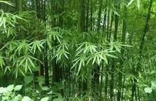 中式园林造景的经典植物！中国古代的文人雅士，常用植物来表现个人品格和风骨