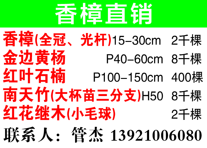 香樟直销图片