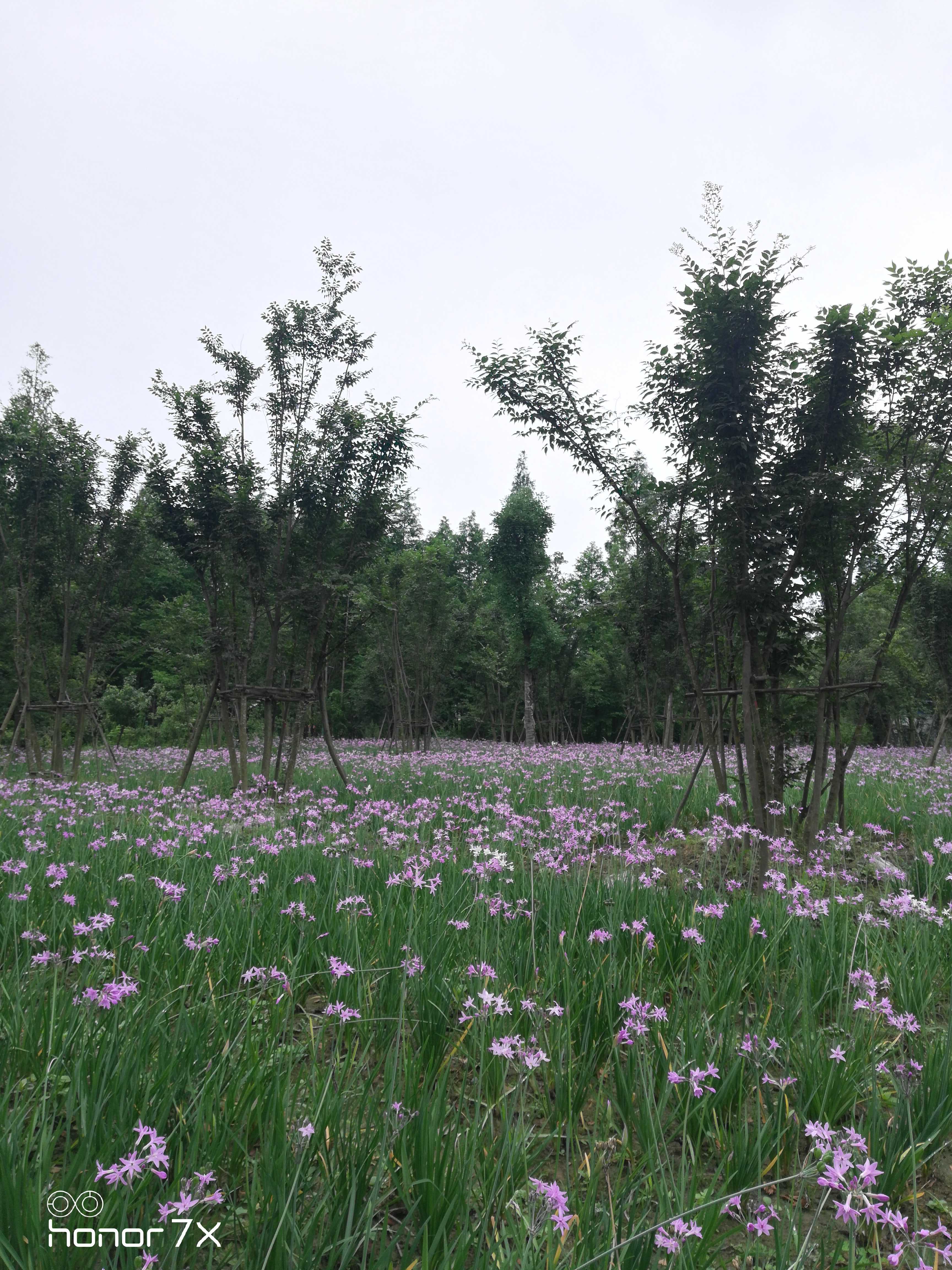 紫娇花图片