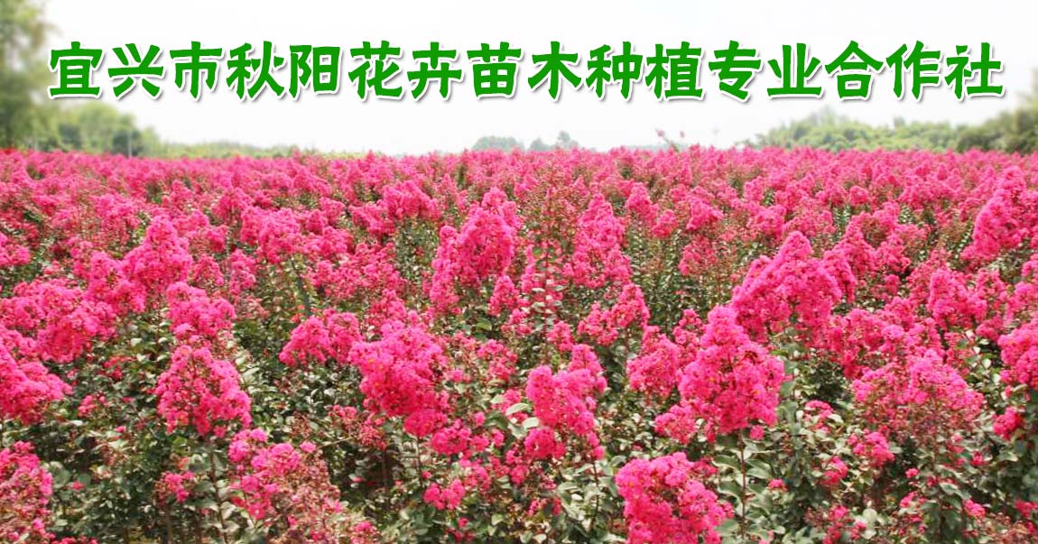 宜兴市秋阳花卉苗木种植专业合作社