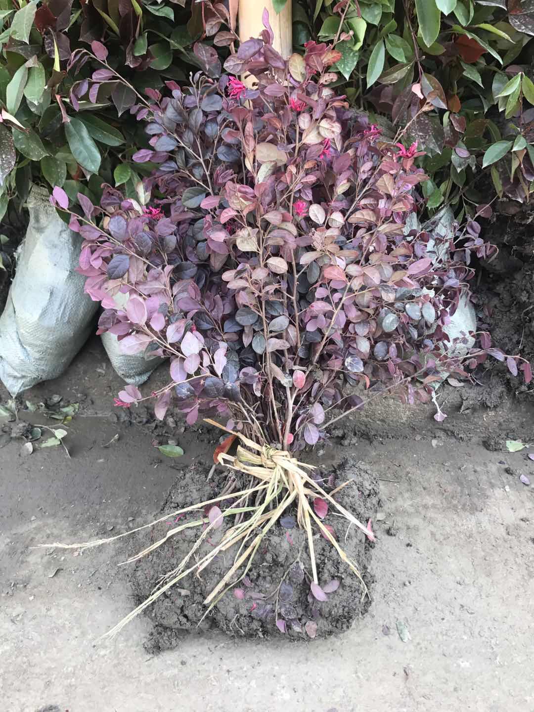 红花檵木图片