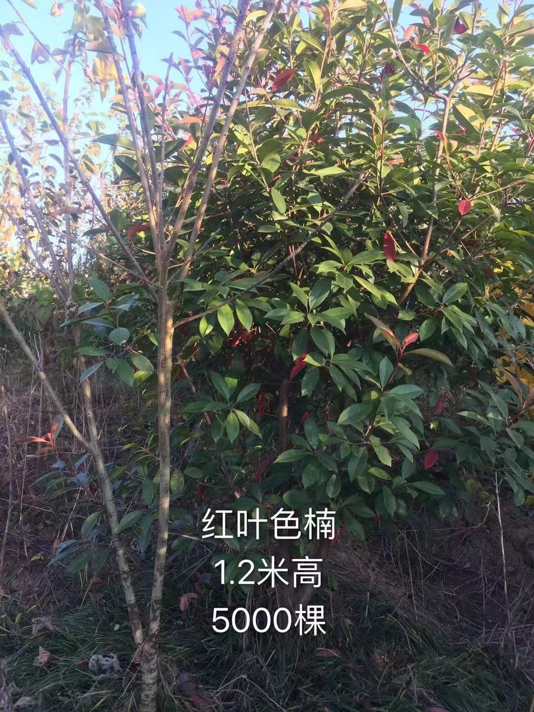 红叶石楠图片