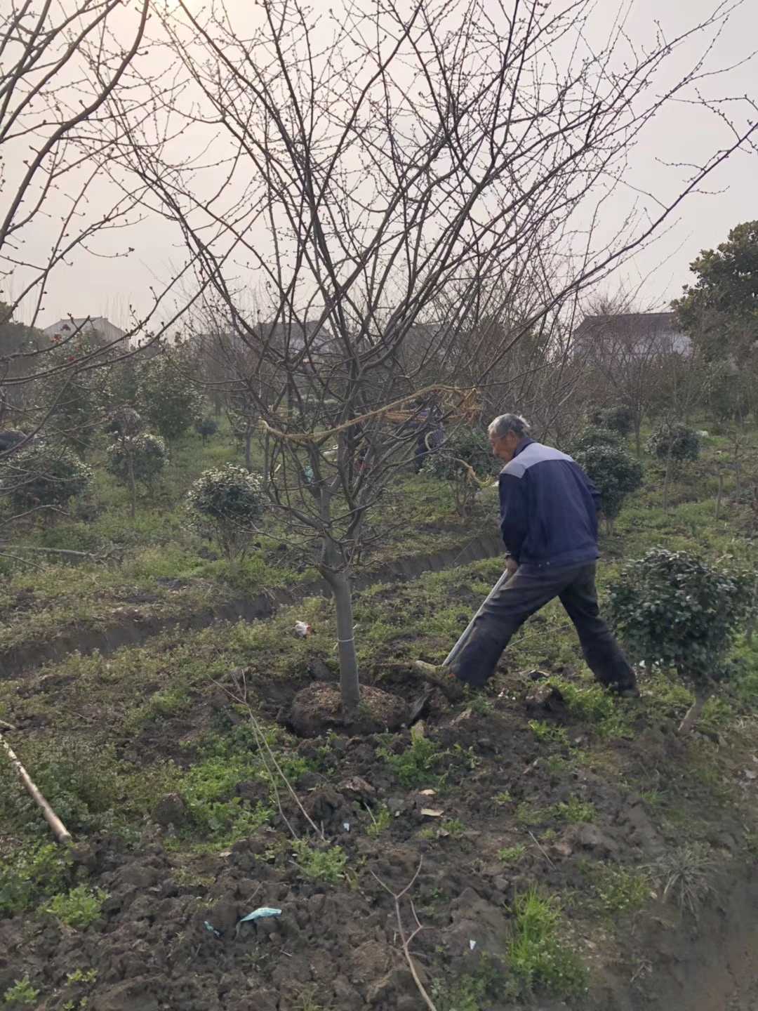 垂丝海棠图片