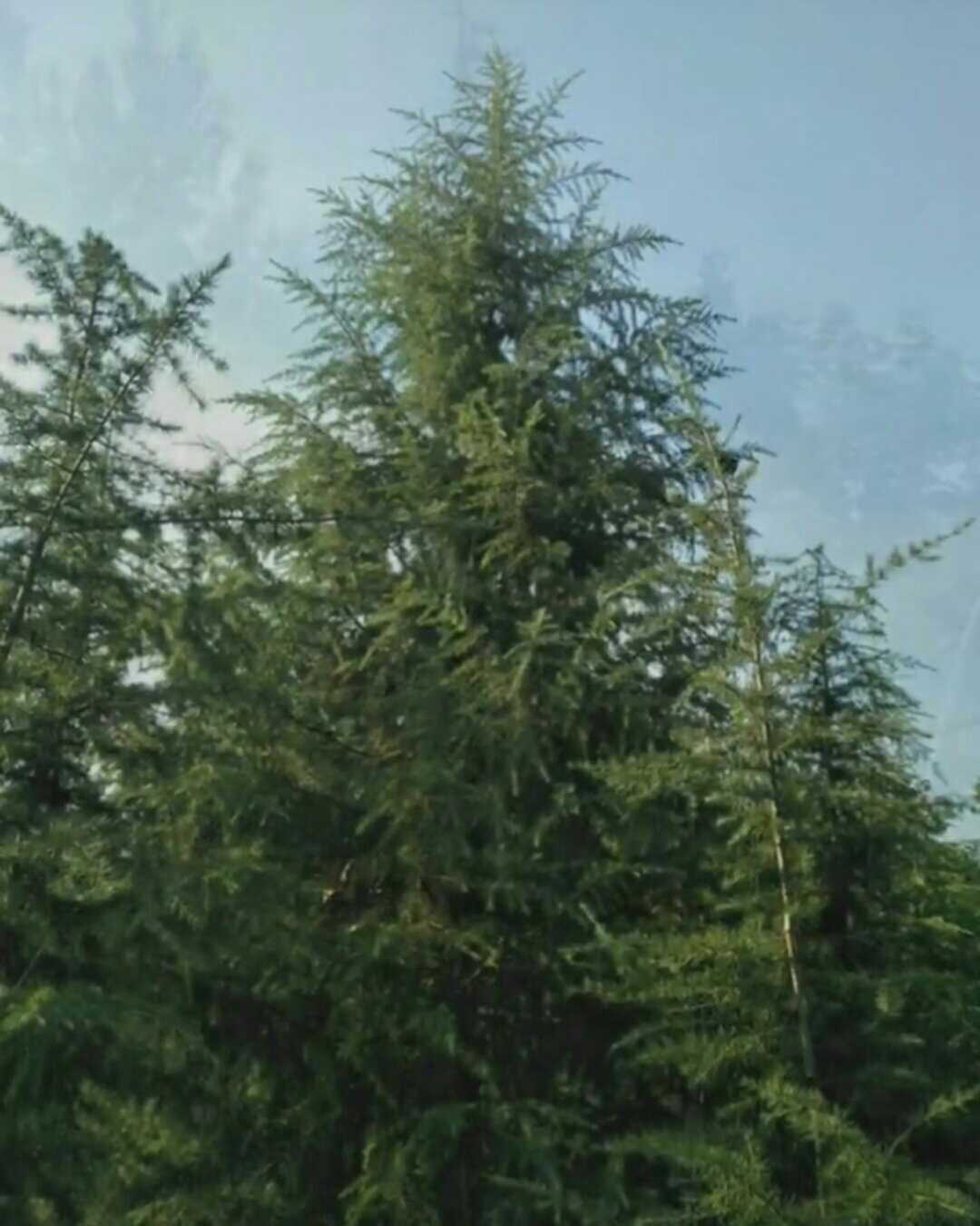 雪松图片