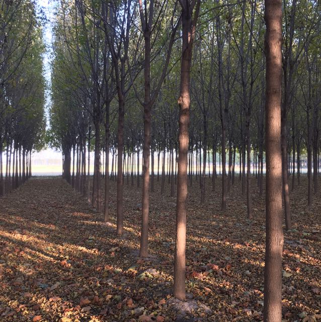 白蜡图片
