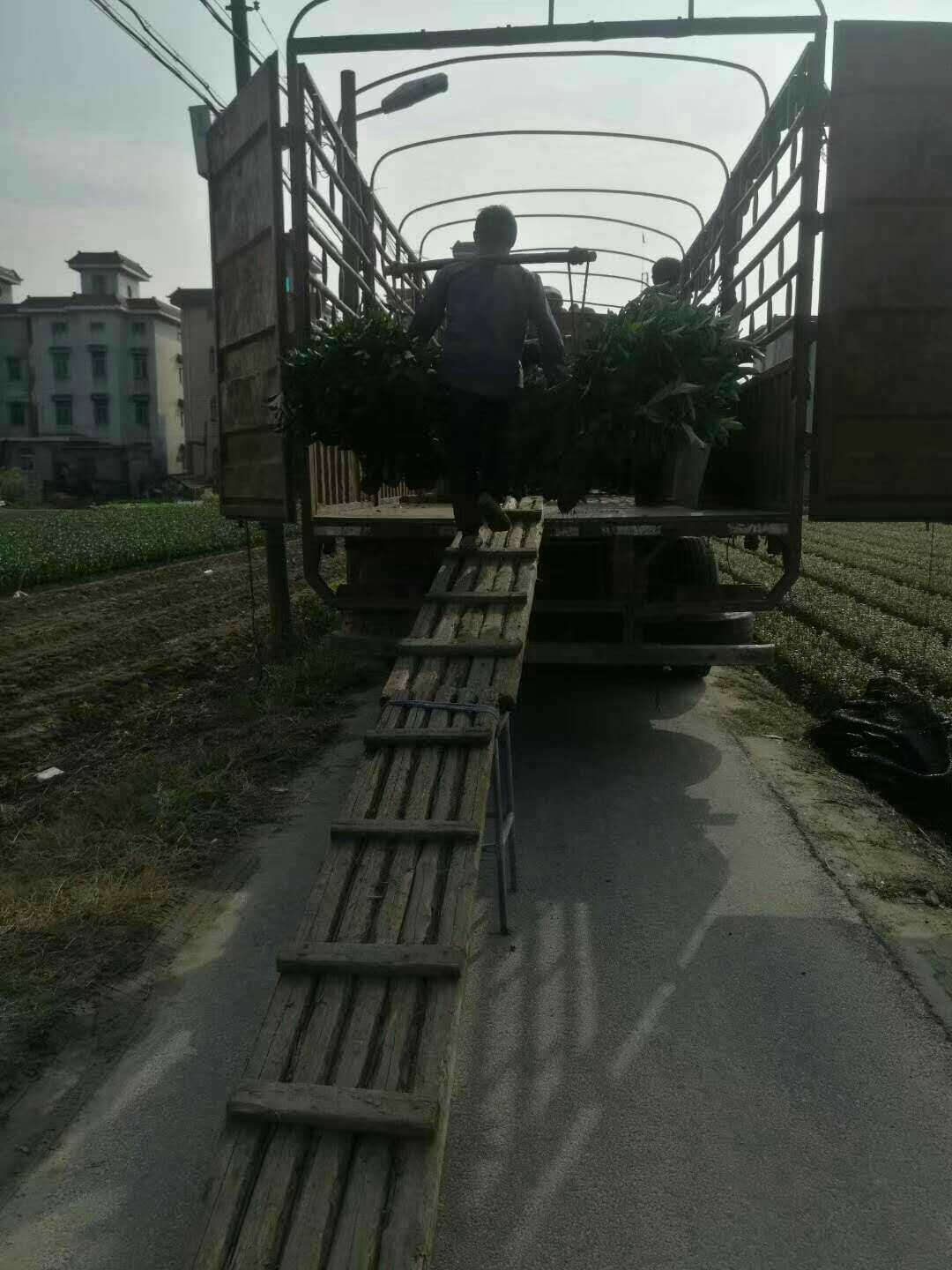 法国冬青图片