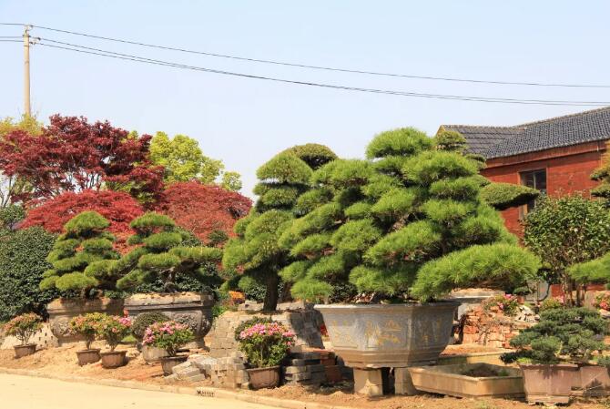 造型苗在当前的绿化应用中前景非常好，常用的苗木造型技术，学起来