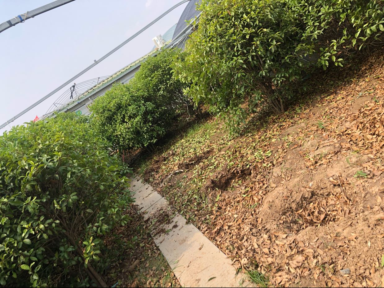 桂花图片