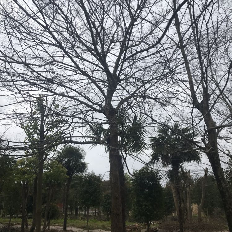 朴树图片