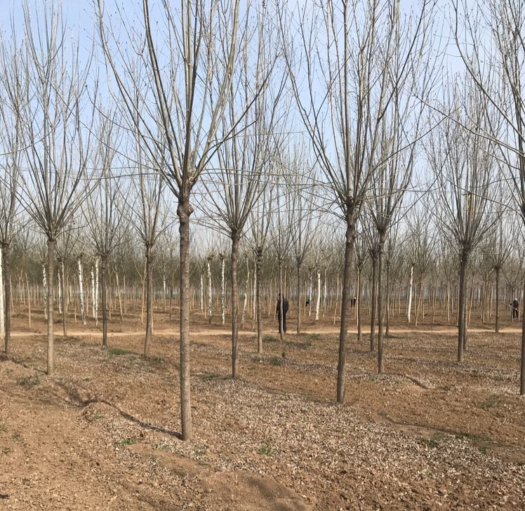 白蜡图片