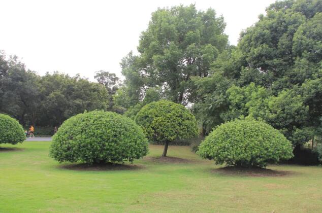 园林中的软质景观疏林草坪有哪些种植技巧？