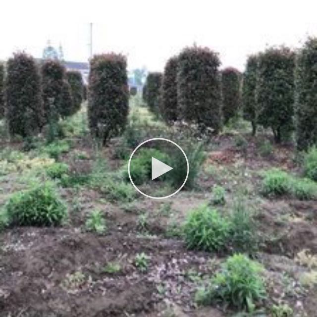 红叶石楠图片