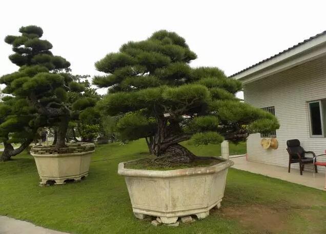  能培育优质苗木的苗圃是苗木种植的一面旗帜，苗木产业的“高价苗”带给我们什么启示？