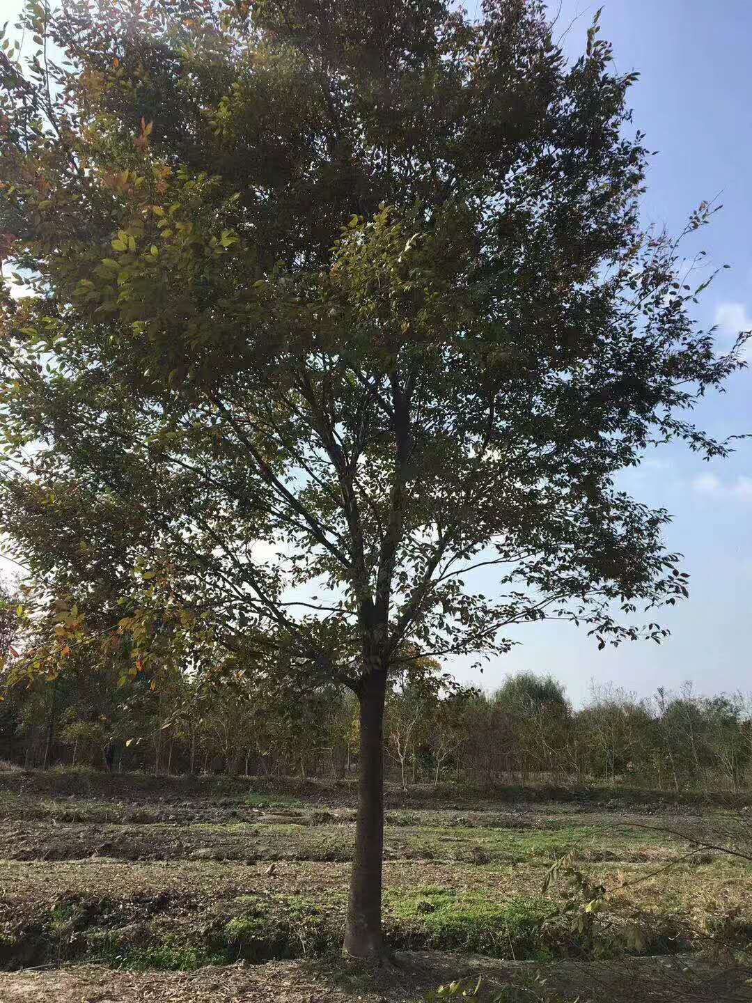 黄山栾树图片