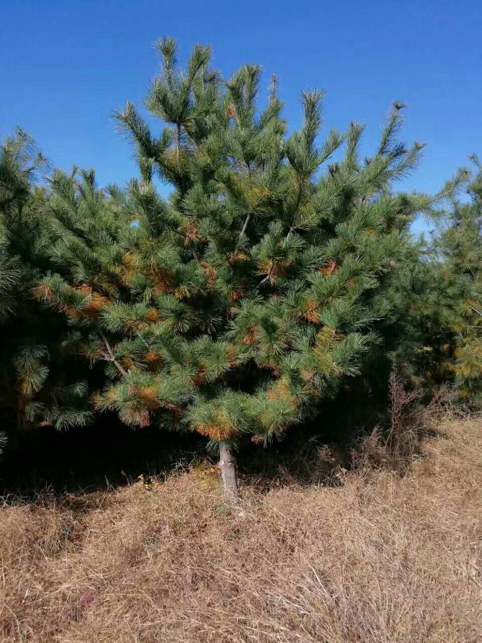 八棱海棠图片