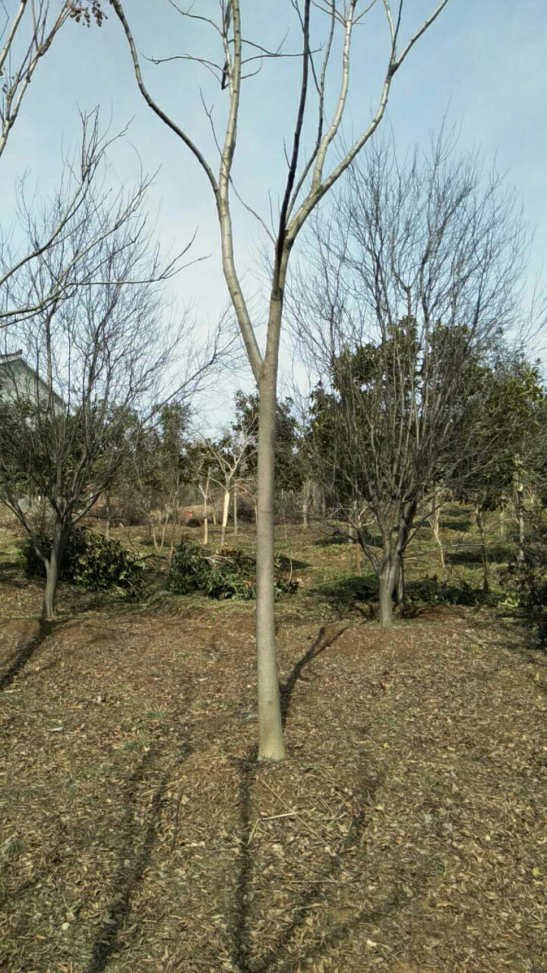 黄山栾树图片