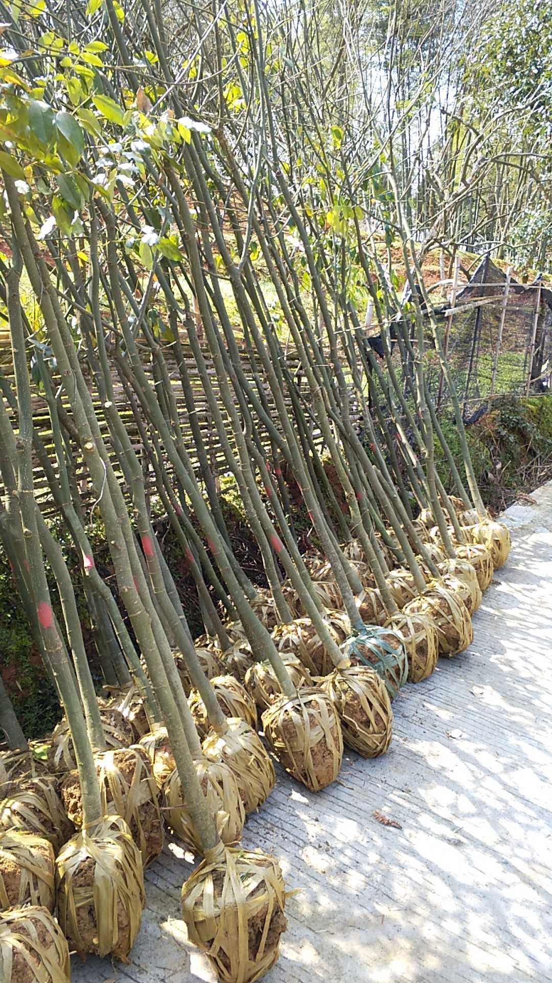 花梨木图片