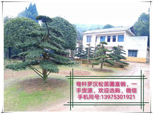 宏景轩苗木专业种植合作社图片