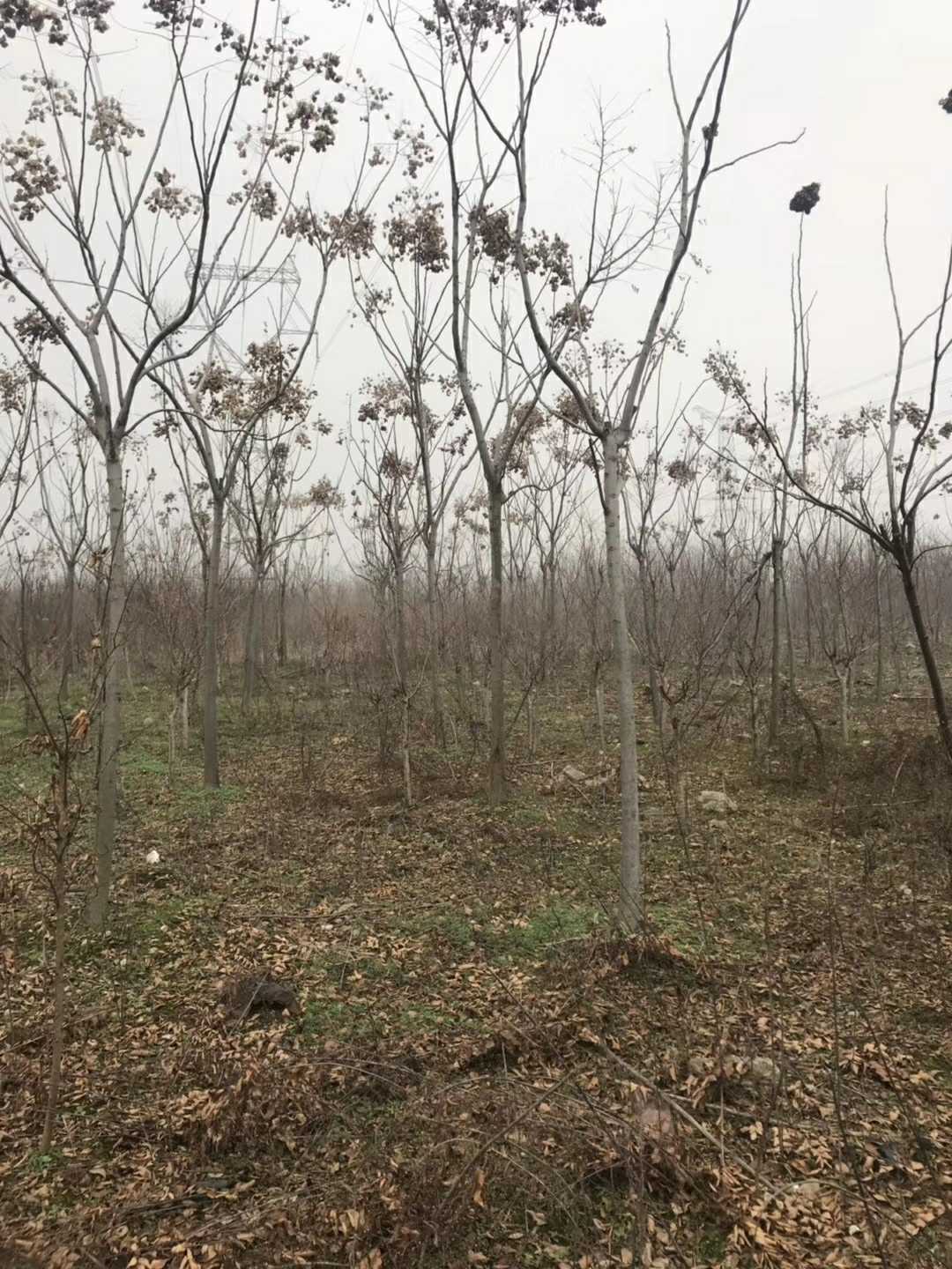 黄山栾树图片