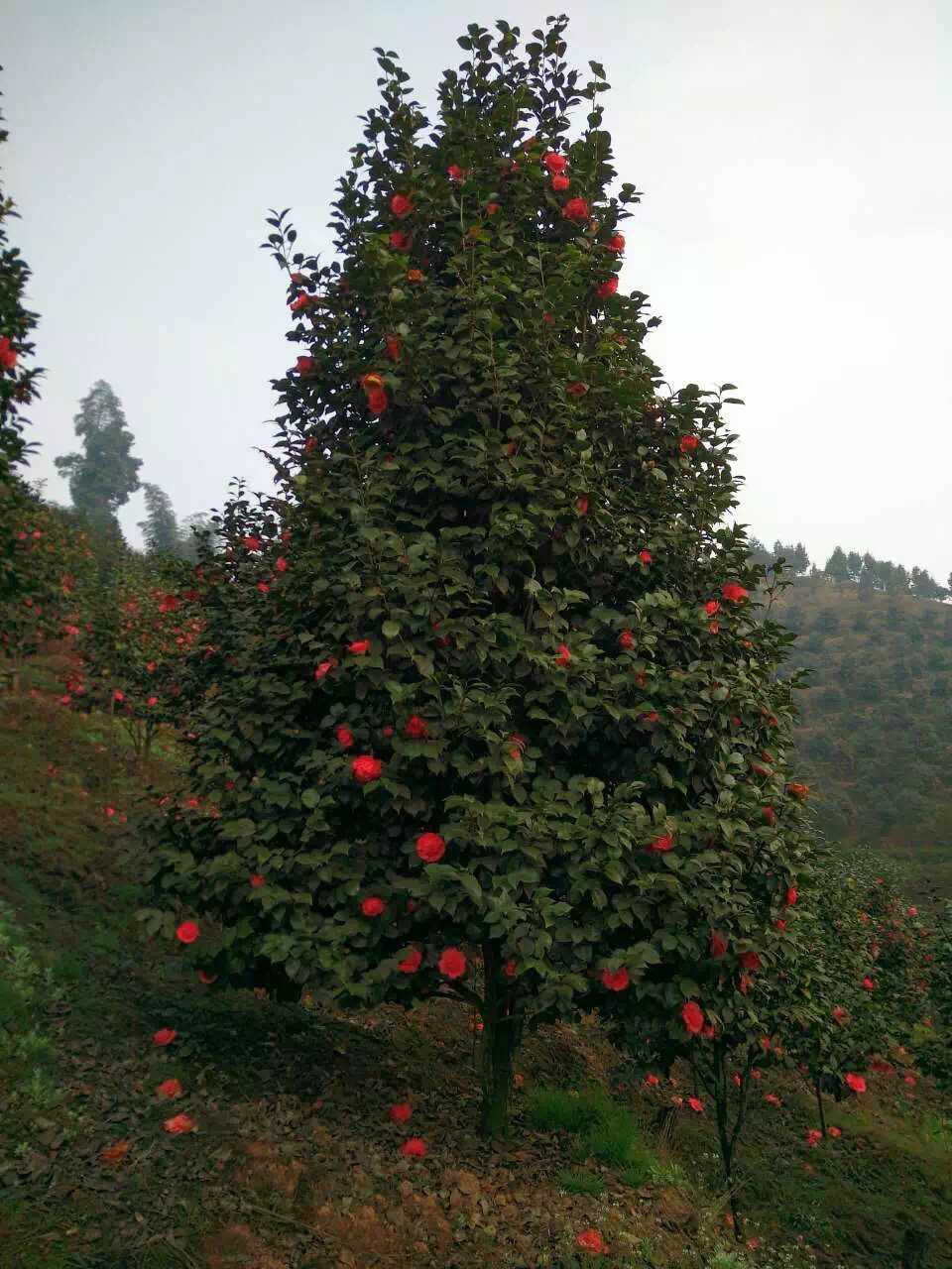 茶花图片