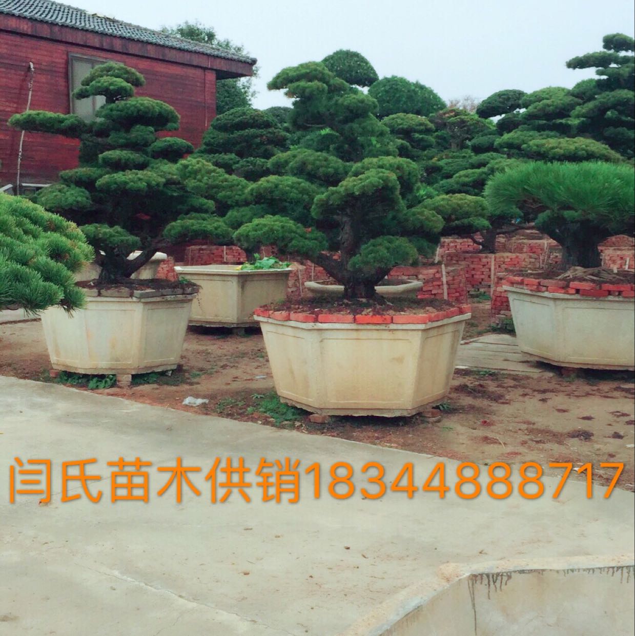 东台大叶女贞图片