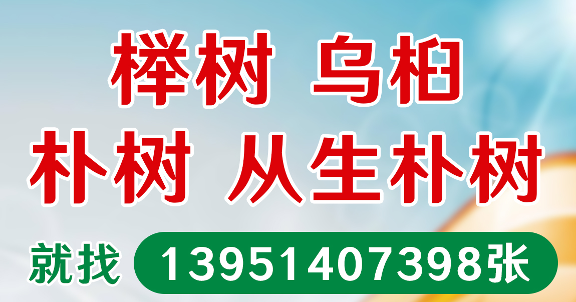 张兵景观苗木