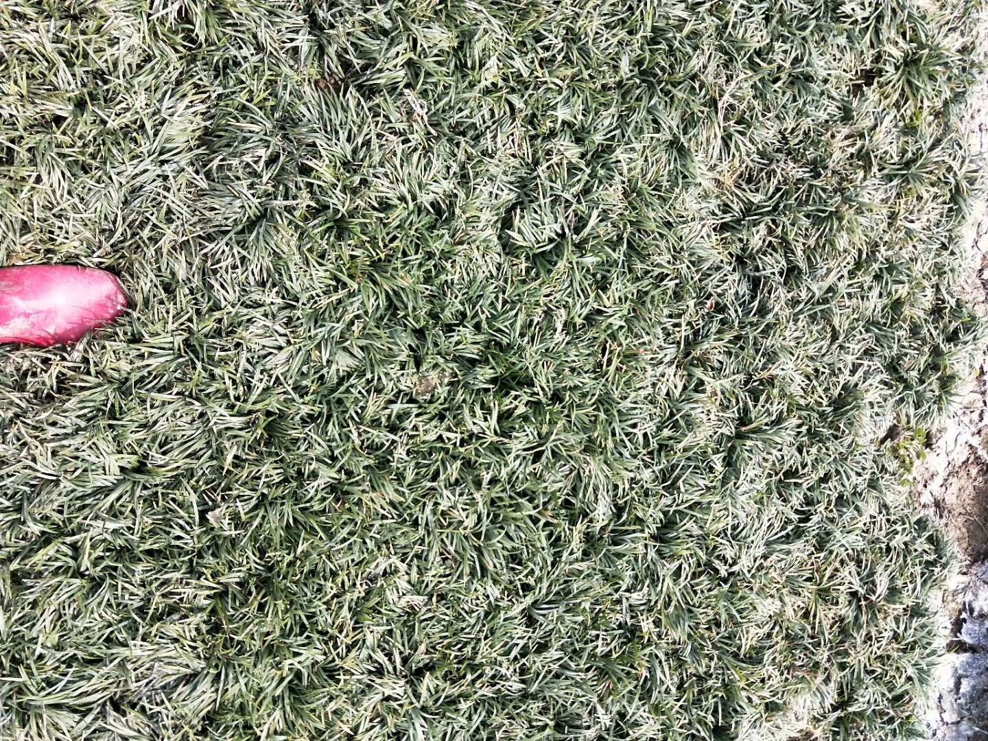 矮麦冬草图片