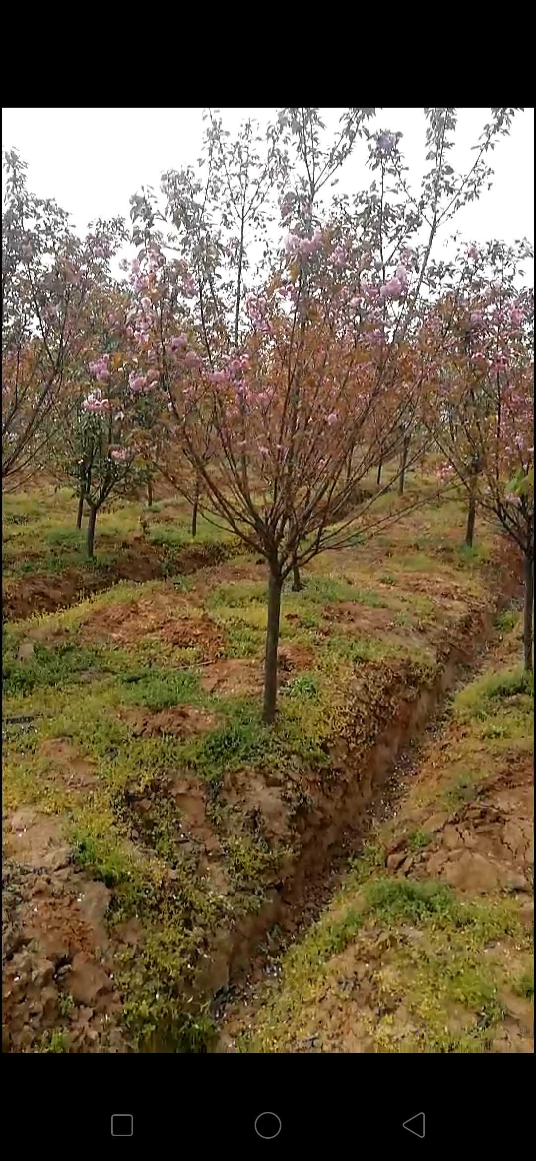 樱花图片