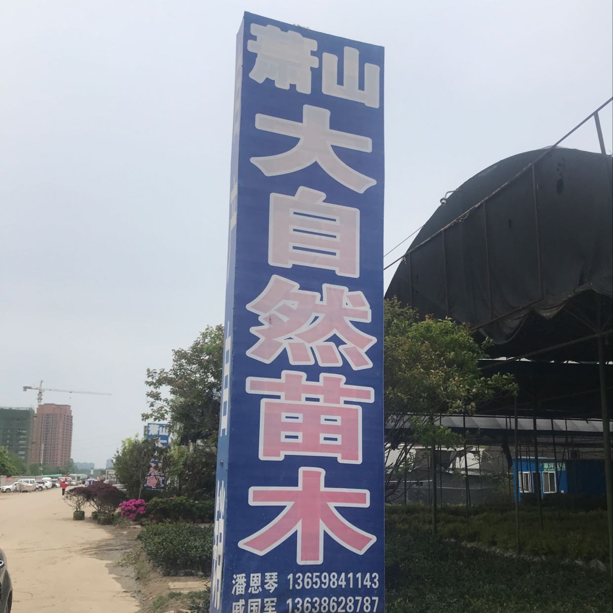 大自然苗木