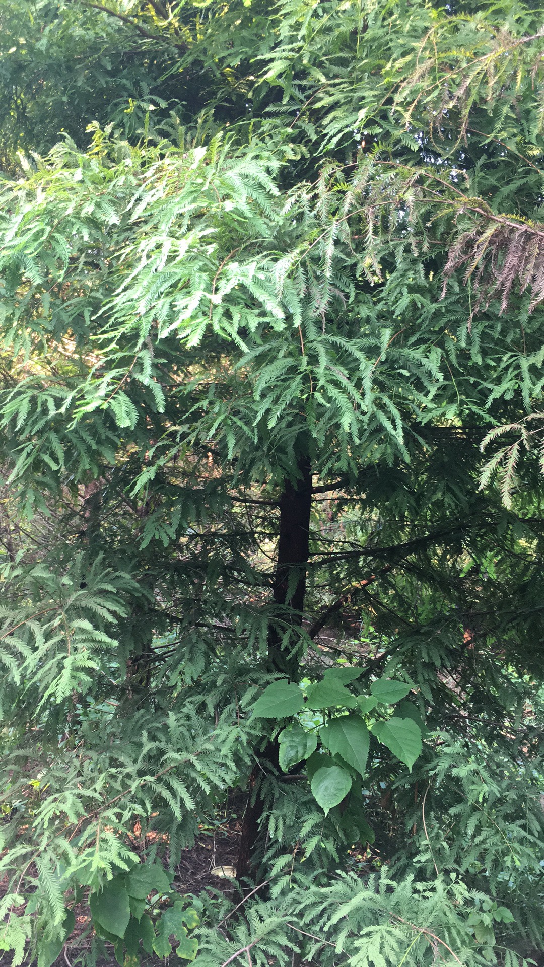 墨西哥落羽杉图片