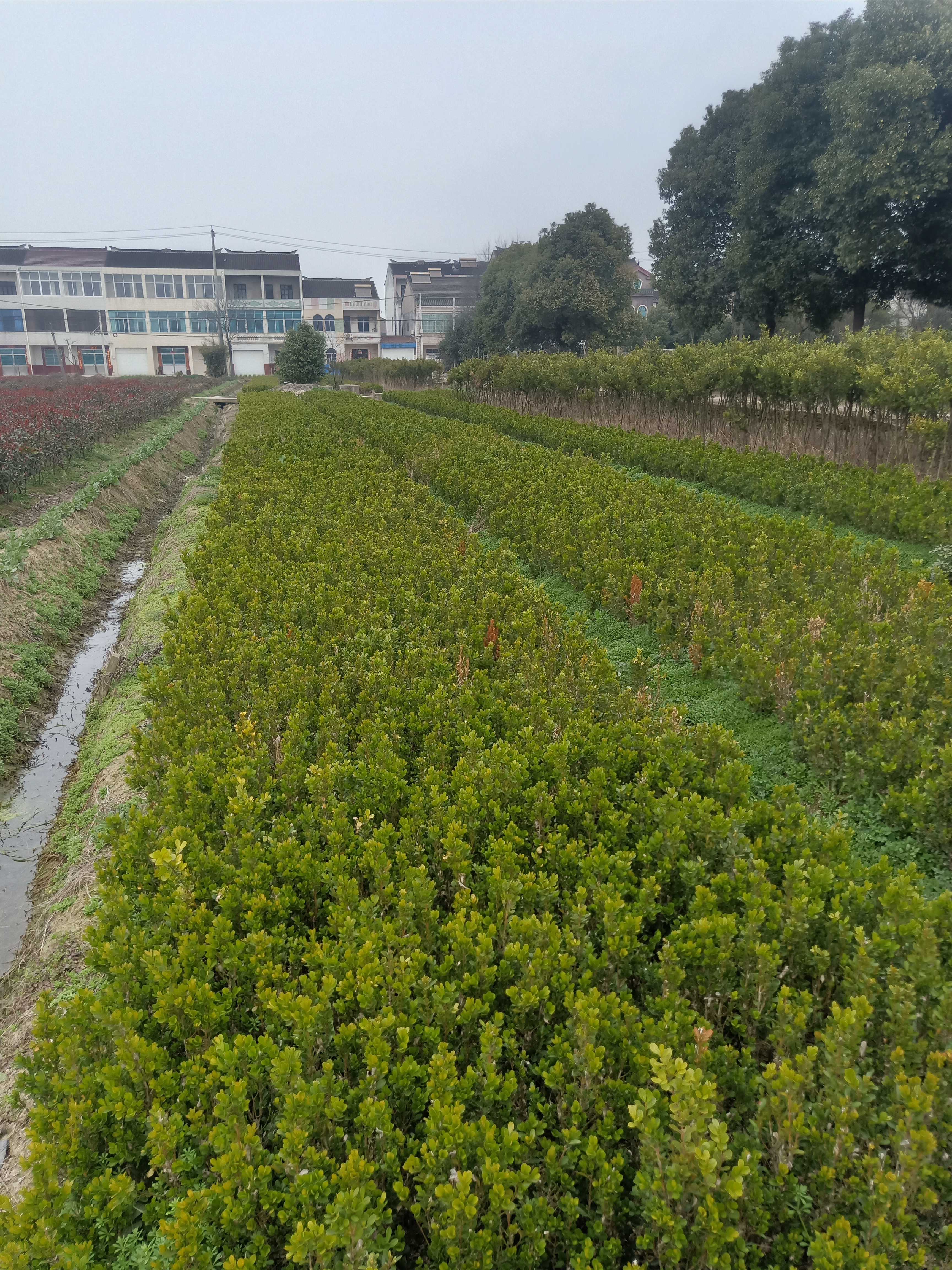 瓜子黄杨图片