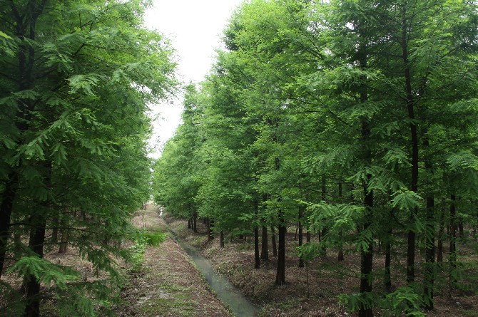 广德县八里村苗圃图片