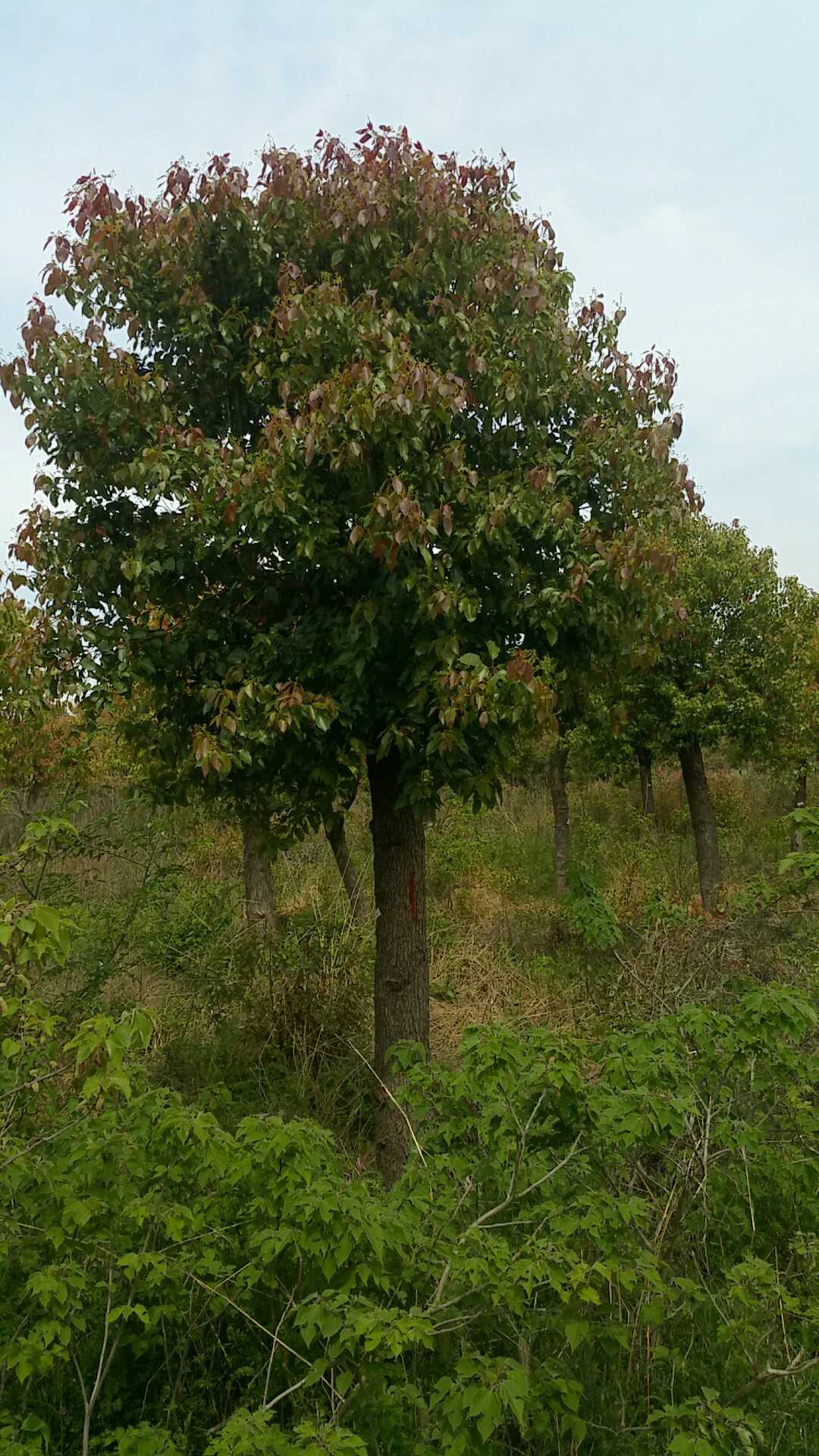 香樟图片