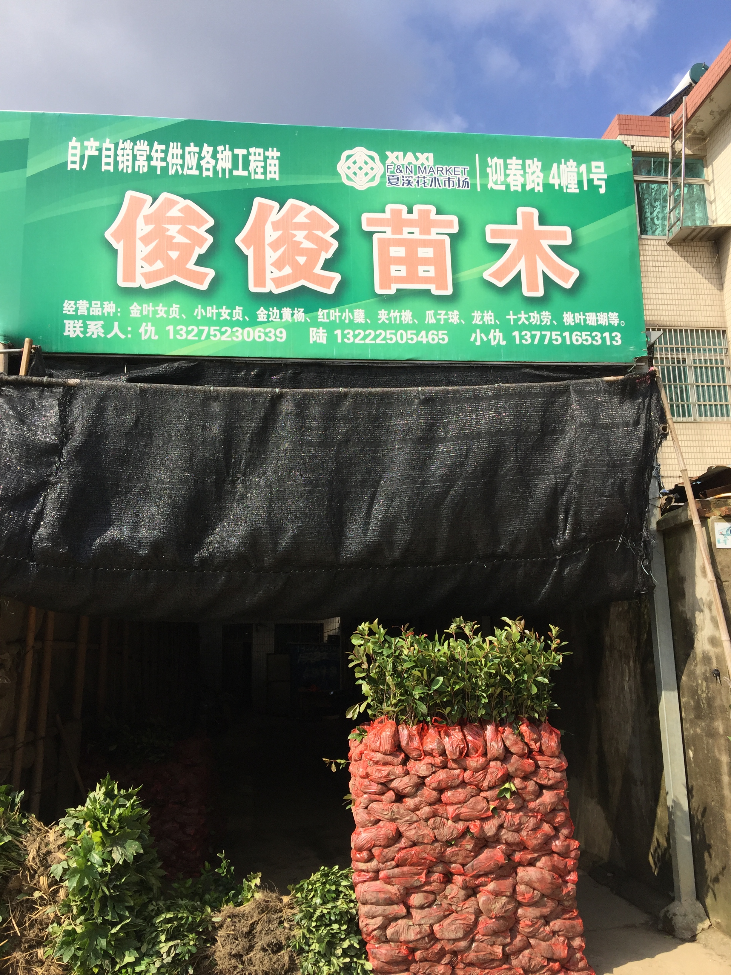 俊俊苗木