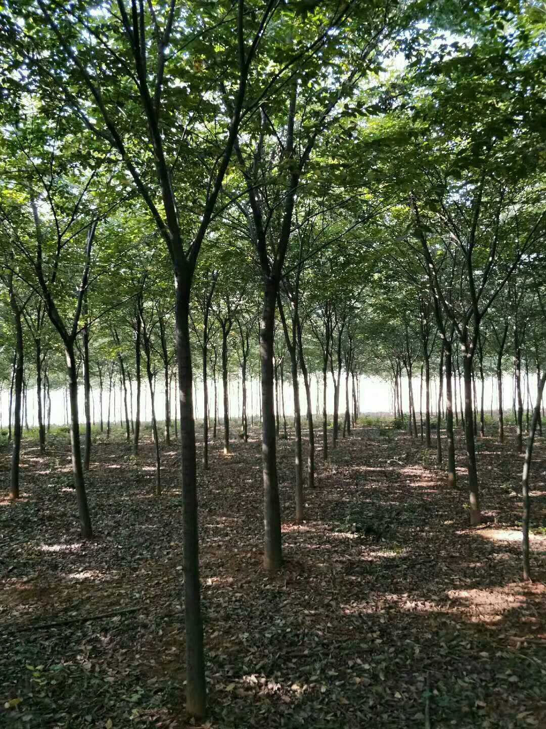 榉树图片