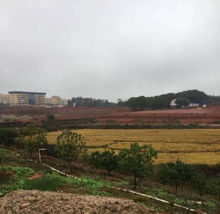 鹰潭苗木公司