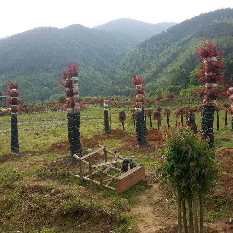 红枫园艺图片