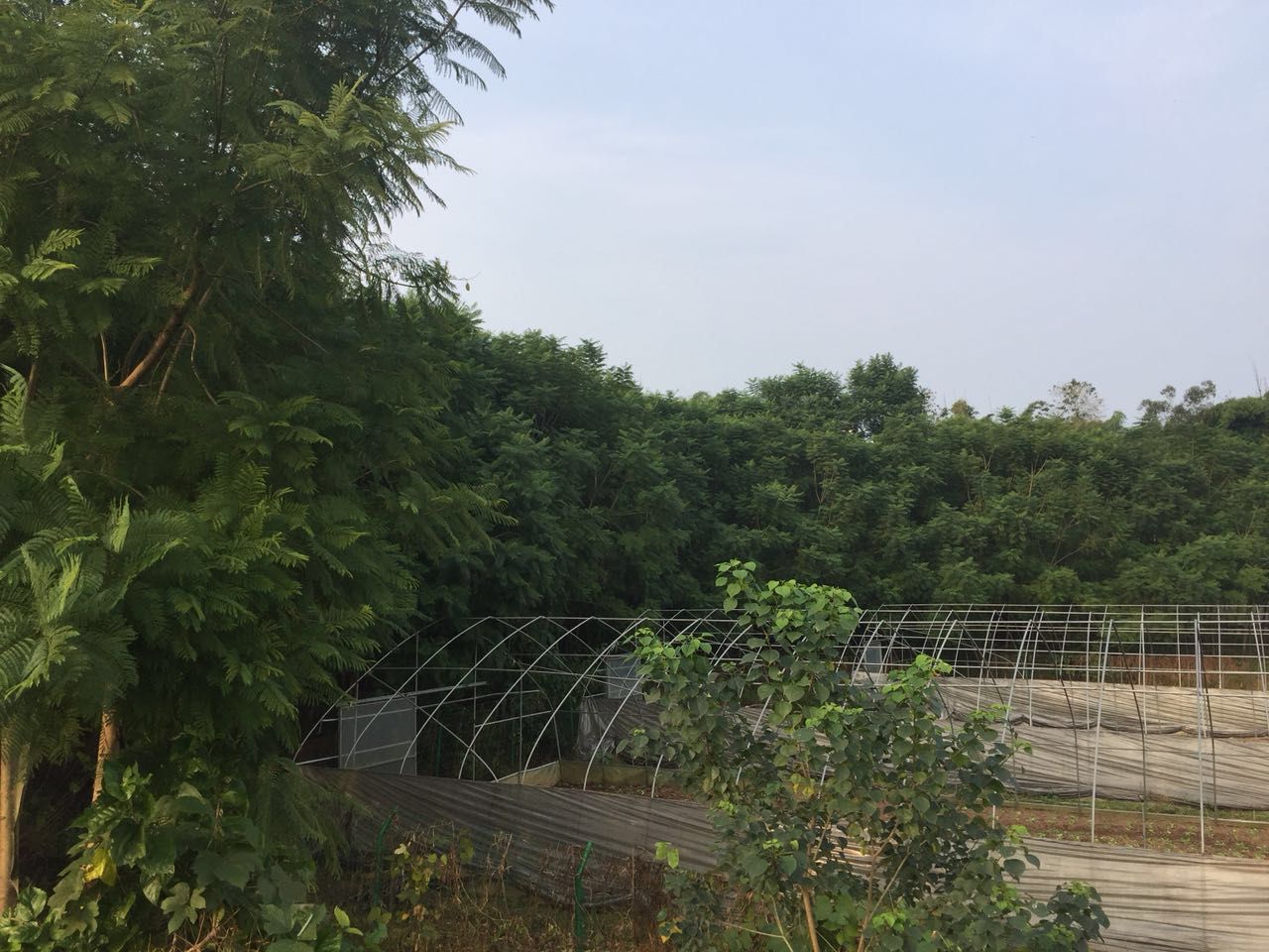 蓝花楹图片