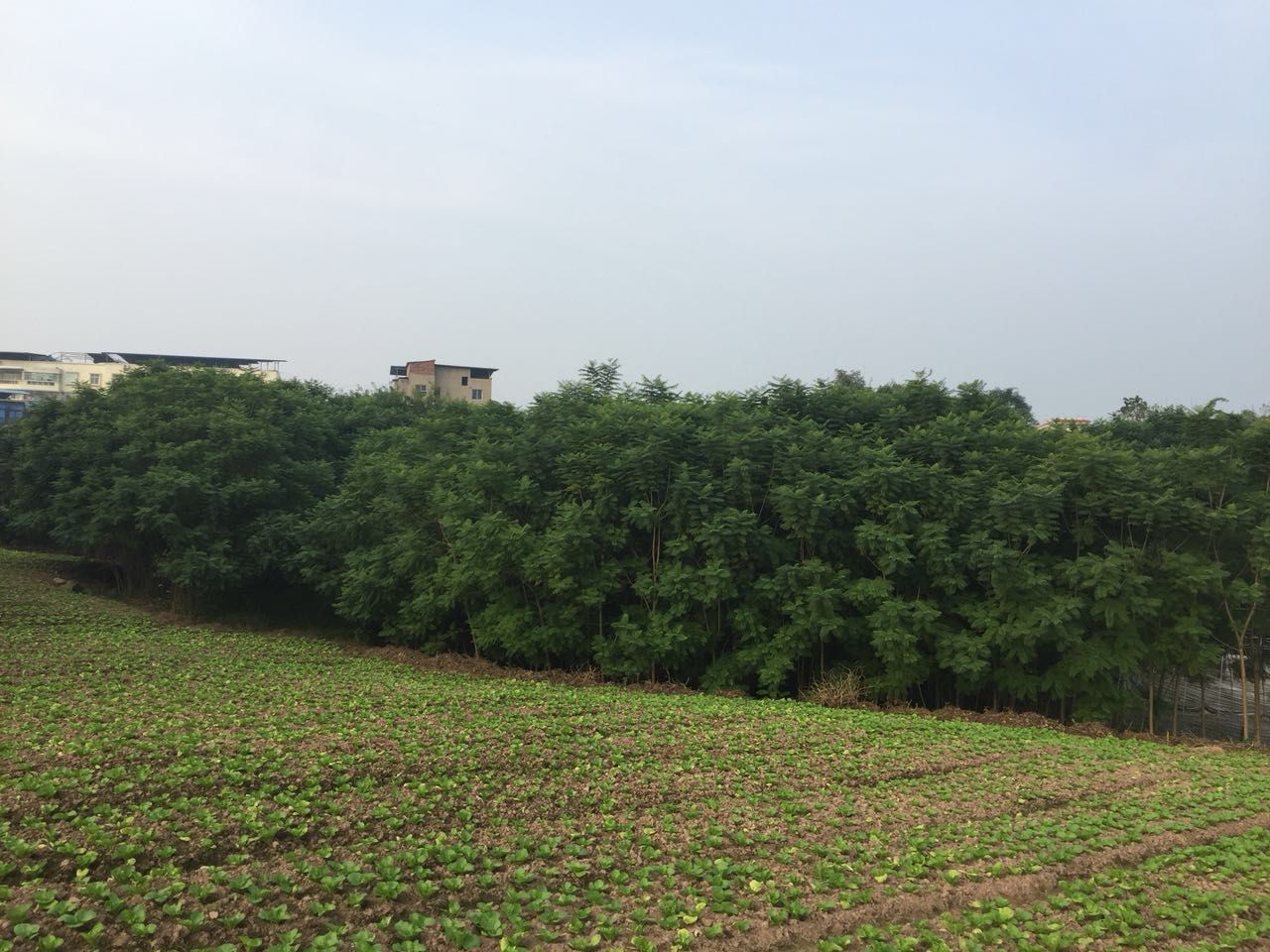 杨先生