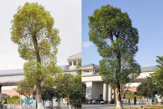 植物生理性黄化后该咋办？黄化症分为生理性黄化和病理性黄化，为了尽快恢复景观效果，会先辅以药物