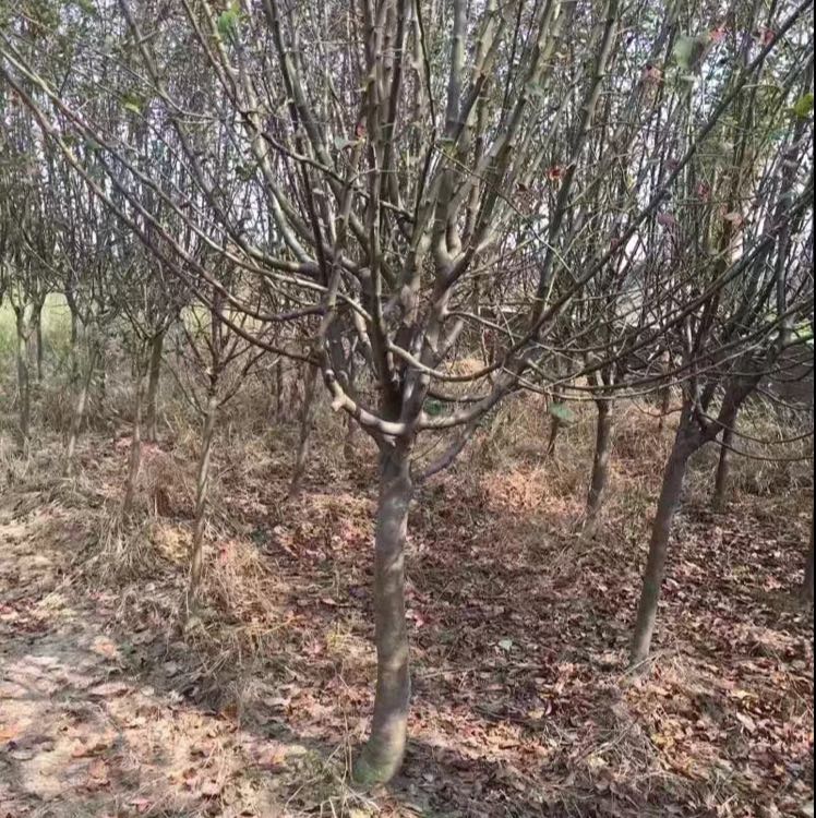 西府海棠图片