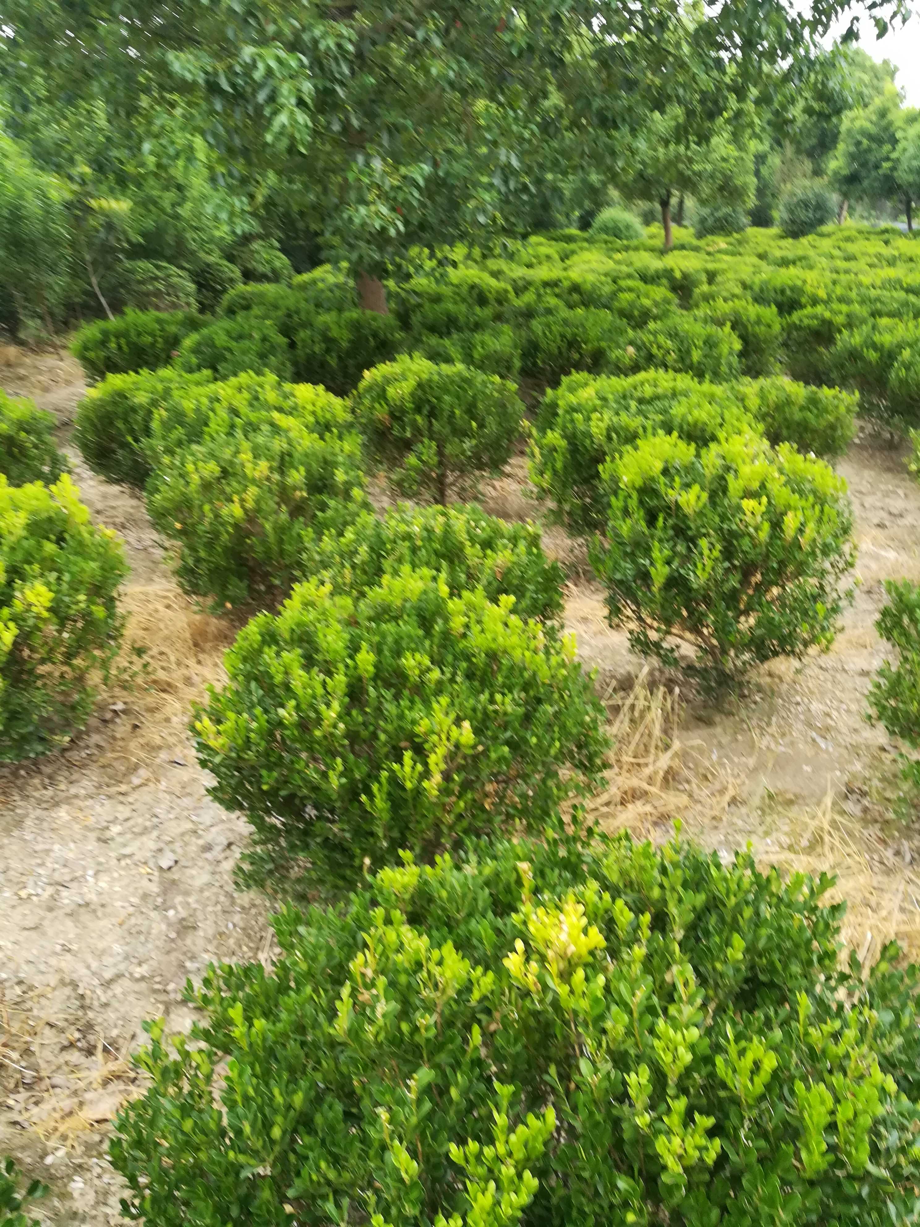 瓜子黄杨图片